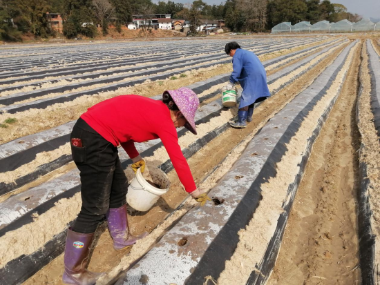 圖為石城縣琴江鎮湖下村煙農正在打穴施肥