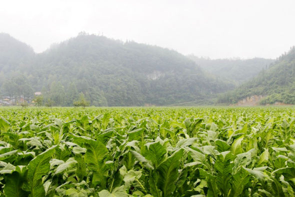 堰塘村集中連片煙田 楊秀明供圖