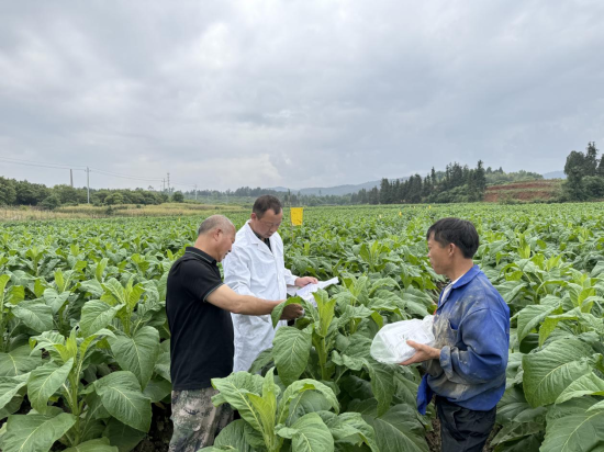 圖為王志生在煙田收集實(shí)驗(yàn)數(shù)據(jù)